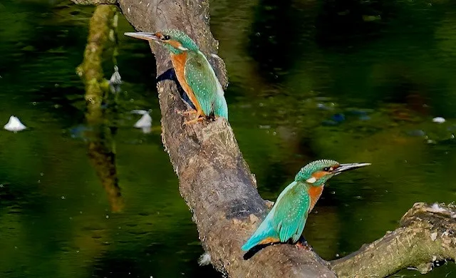 Liebe liegt in der Luft.